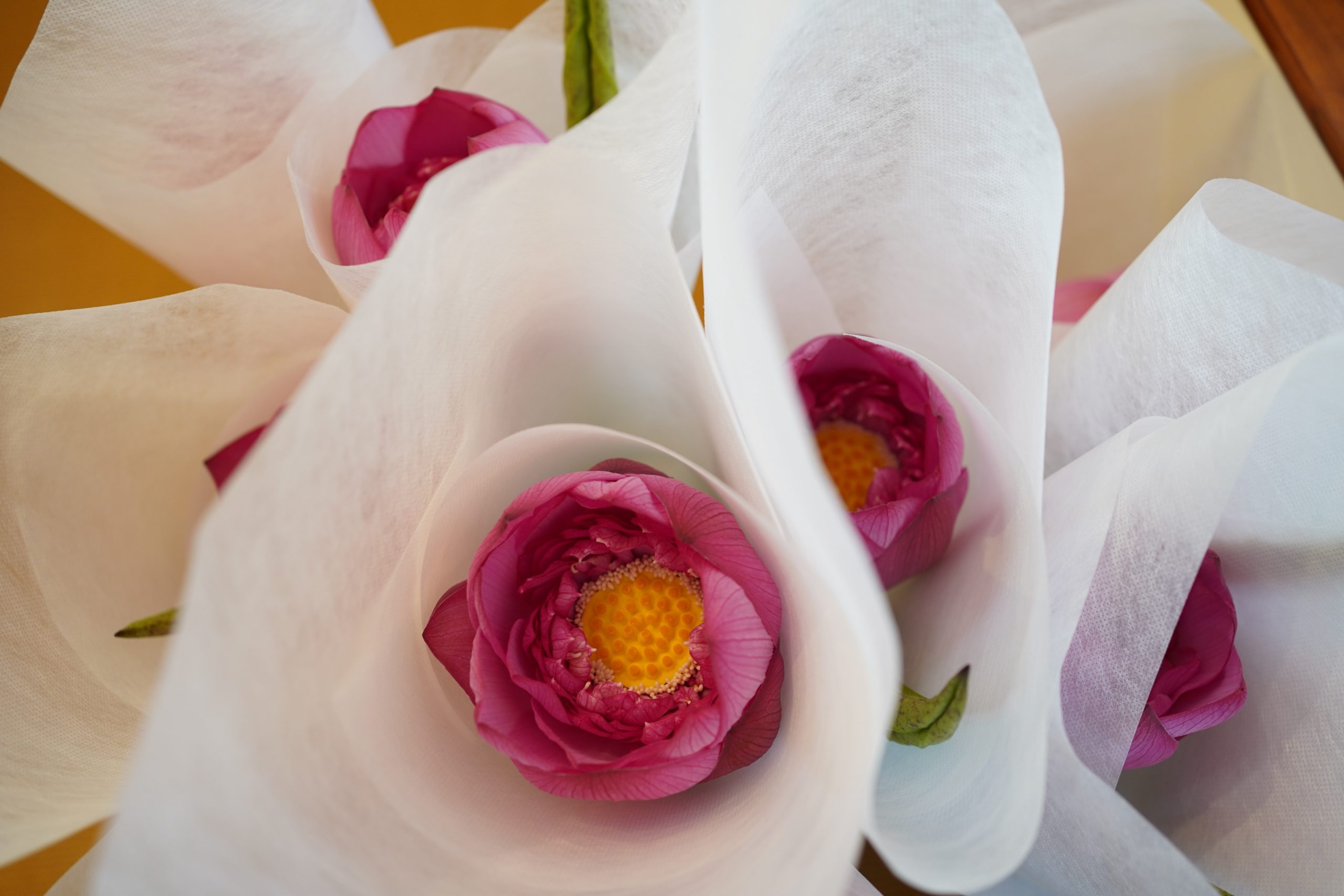 title: 蓮の実養生薬膳2025 │ meili | Page No,605 | No.12 | sync-furniture | 株式会社 SYNC | 福岡県 家具工房 | オーダーメイドキッチン